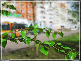 Очередное фото из серии макросъемки весенних (хоть и июнь) веточек. На фоне сам Проспект Ленина и дом по Пр.Ленина-6, известный как 
