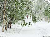 Не знаю, бывает ли в других городах такое.. но в Нерюнгри это в порядке вещей, когда летом неожиданно может снега выпасть чуть ли не по колено так, что деревья прогибаются под снегом. Правда, ненадолго. Максимум на сутки, иногда и меньше. Через день уже ничего не напоминает о вчерашнем снеге. Но впечатлений - масса :)
Рейтинг: 4
Показов: 38491
Добавлена: 2007-06-11
Размер: 110 Kb